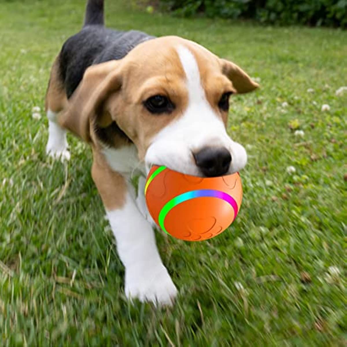 Rolling Ball for Dogs; Pet Dog Mental Stimulation Toys | Made of Natural Rubber; Active Rolling Ball for Dog Puppies and Cats; Happy; Intelligent Interactive Dog Toy